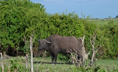 Naklejka premium buffalo in the water