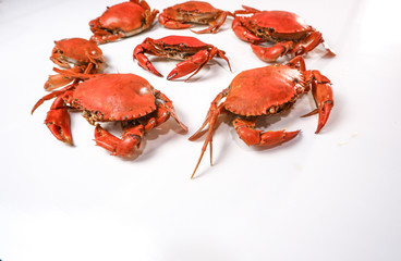 red crab on white background