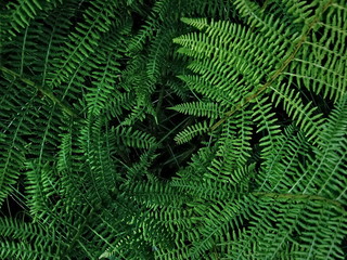 Naklejka na ściany i meble green fern leaf