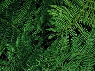 green fern leaf
