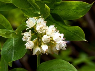 leaf and flower of Stanphylea pinnata bush close up
