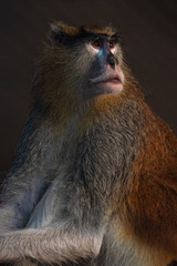 close up of baboon in al ain zoo abu dhabi united arab emirates
