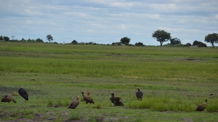 vulture in the serengeti