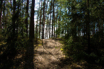 beautiful spring day in the forest, scenic landscape, forest with pines. natioal park.  environment protection concept. untouched place