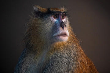 close up of baboon in al ain zoo abu dhabi united arab emirates