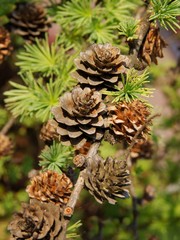 Larch tree with cones close up