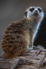 meerkat on the lookout in al ain zoo abu dhabi