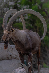 male elk in the mountains al ain zoo united arab emirates