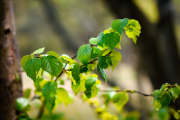 green leaves of hazelnut in spring