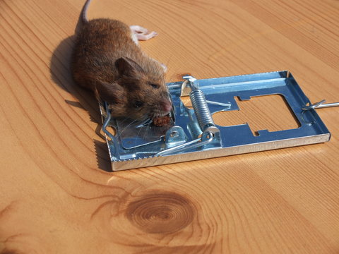 Dead mouse in a metal trap on the wooden floor