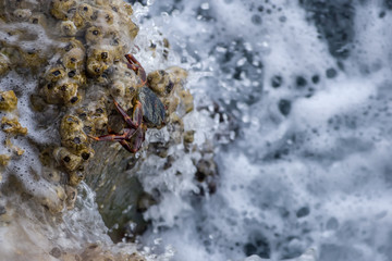 crab in the water