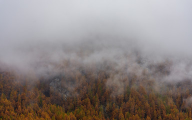 pineta coperta dalle nuvole 