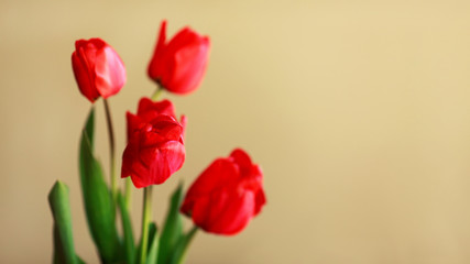 Fresh multicolor tulip flowers on the flowerbed against the background of green leaves and grass. Floral beauty of the spring season