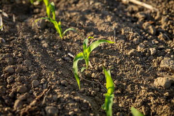 Macro of growing young maize seedling in cultivated agricultural bio corn field on a sunny day.