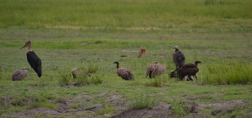 vultures