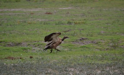 vulture