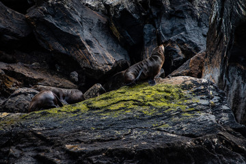 Sea lion on the rock