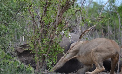 lion feeding on elephant