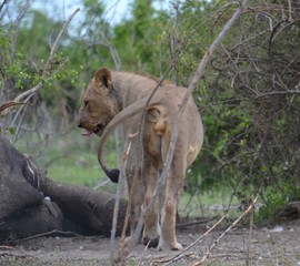 Obraz premium lion feeding on elephant