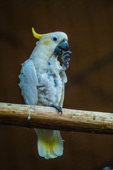 blue and yellow macaw ara
