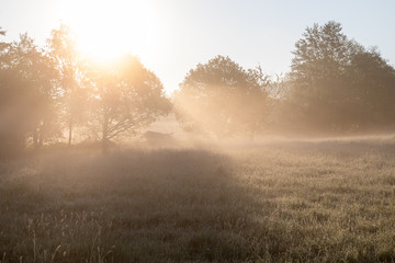 Fototapeta na wymiar Aufnahme am frühen Morgen mit dem warmen orange farbenen Licht der aufgehenden Sonne, die zwischen Bäumen durchscheint an einem kalten Oktobertag mit leichtem Nebel