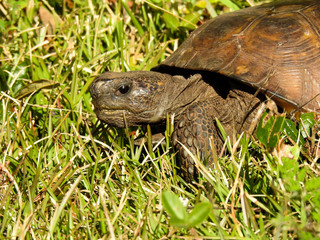 Large gopher tortoise in Florida