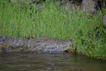 crocodile in the river