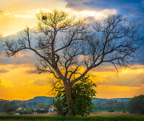 Naklejka premium sunset in the field