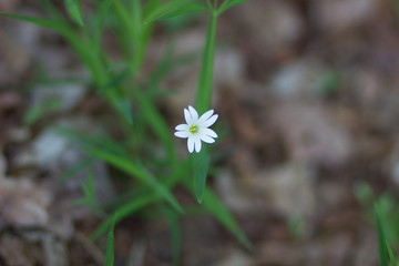 Spring wildflowers in the forest in Sunny weather. White flowers reach for the sun