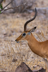 antilope 