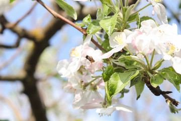 Flowering apple tree in the garden, fertile tree, spring inflorescence, a bee collects pollen from blossoming flowers of an apple tree, banner, close up, copy space, cultivation