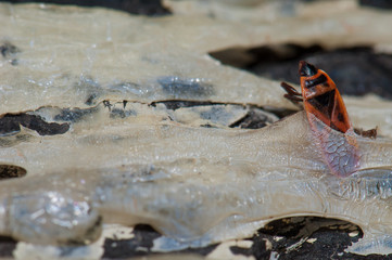 Mediterranean red bug Scantius aegyptius trapped in solidified resin of Canary Island pine. Alsandara Mountain. Inagua. Gran Canaria. Canary Islands. Spain.