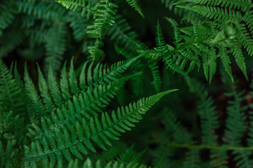 Ferns in the forest. Beautiful background of ferns green foliage leaves. Dense thickets of beautiful growing ferns in the forest. Natural floral fern background on a sunny day
