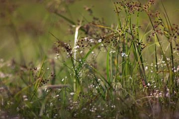 A magnificent background of flowering meadow grasses in the spring, small white, blue, yellow...