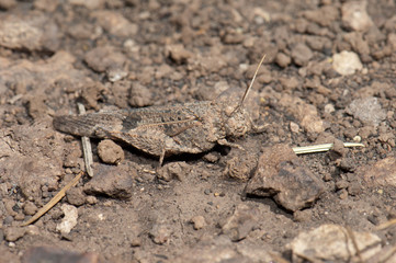 Grasshopper Oedipoda sp. Alsandara Mountain. Integral Natural Reserve of Inagua. Tejeda. Gran Canaria. Canary Islands. Spain.