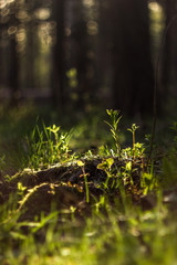 Juicy grass at dawn in the rays of the sun and glare of bokeh. Natural nature background for positive and good morning.
