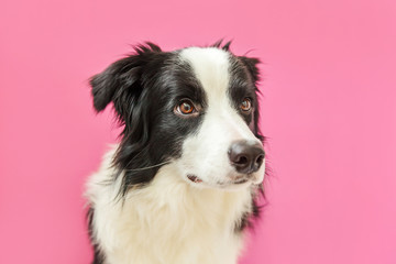 Funny studio portrait of cute smilling puppy dog border collie isolated on pink background. New lovely member of family little dog gazing and waiting for reward. Pet care and animals concept