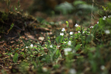 With the advent of spring, small white flowers with five petals woke up and blossomed in the forest. Forest clearing