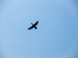 black cormorant flies in the sky