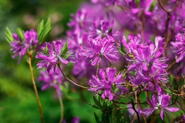Flowering of a fabulous pink rhododendron fastigiate blue steel in a city botanical garden.