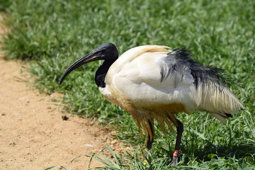 African ibis