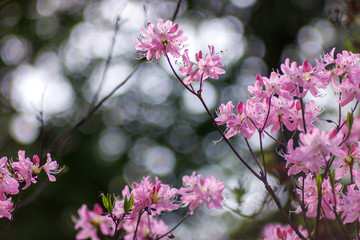 Flowering of a fabulous pink rhododendron fastigiate blue steel in a city botanical garden.