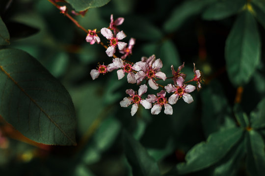 Velvet flowers bloomed in pink veins among dense dark green litus of the bush. Macro close up for a magnificent background
