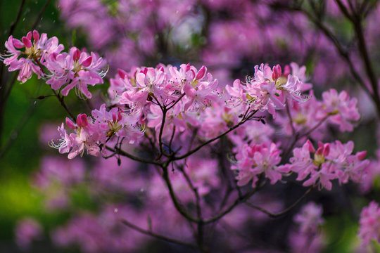 Flowering of a fabulous pink rhododendron fastigiate blue steel in a city botanical garden.