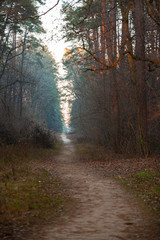 Evening in a pine forest. Clearing among tall trees. Road
