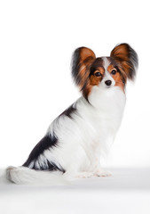 Dog papillon sitting on a white background