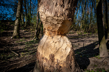 Nahaufnahme eines Biberverbisses an einem Baumstamm