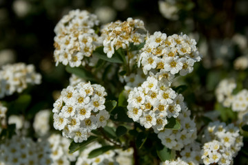 white flowers in the garden