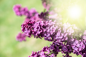 Lilac flowers are blooming. Spring lilacs blossom.