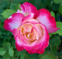 pink rose in garden
